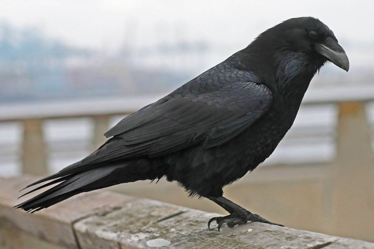 Common Raven - ML628146275