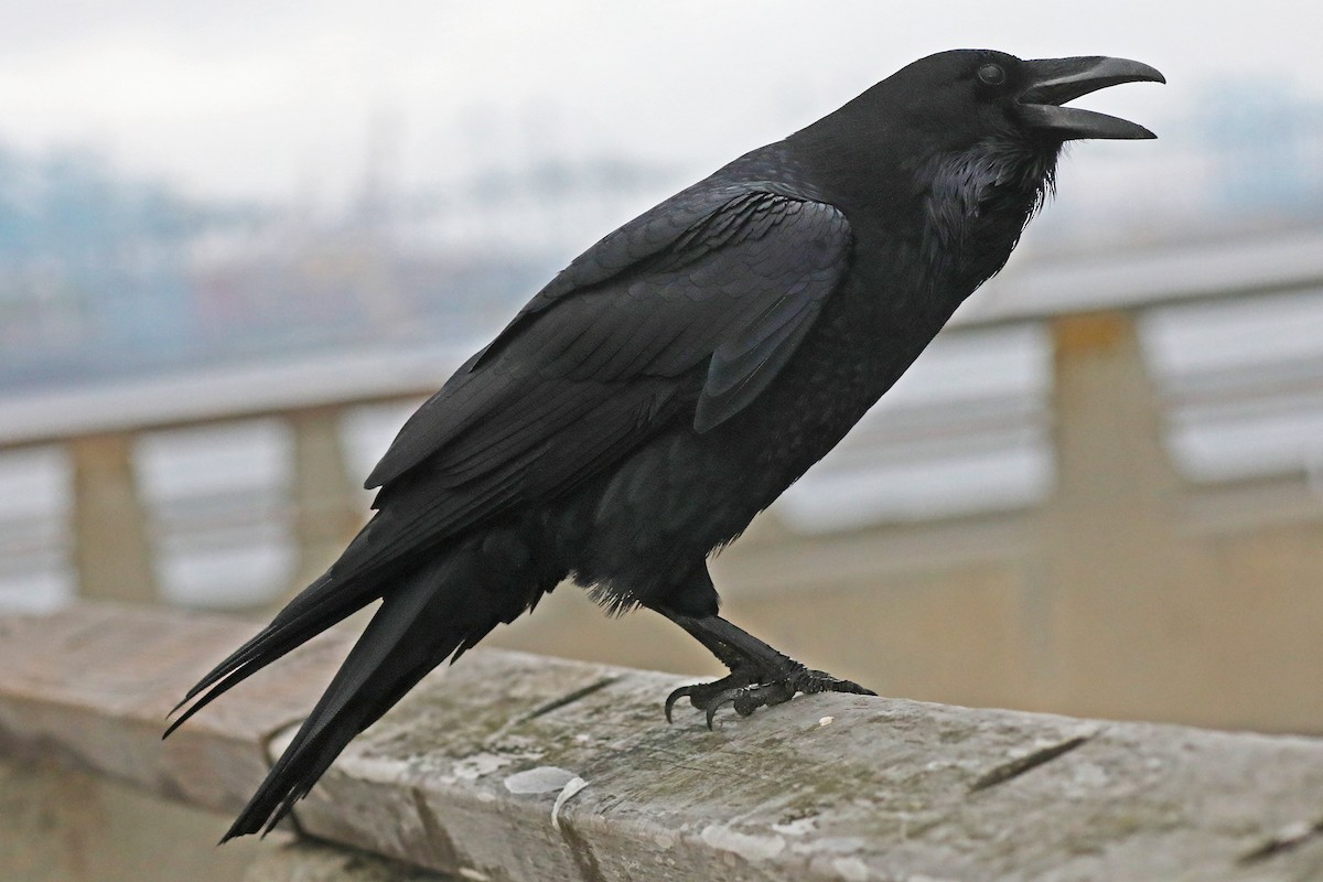 Common Raven - ML628146280