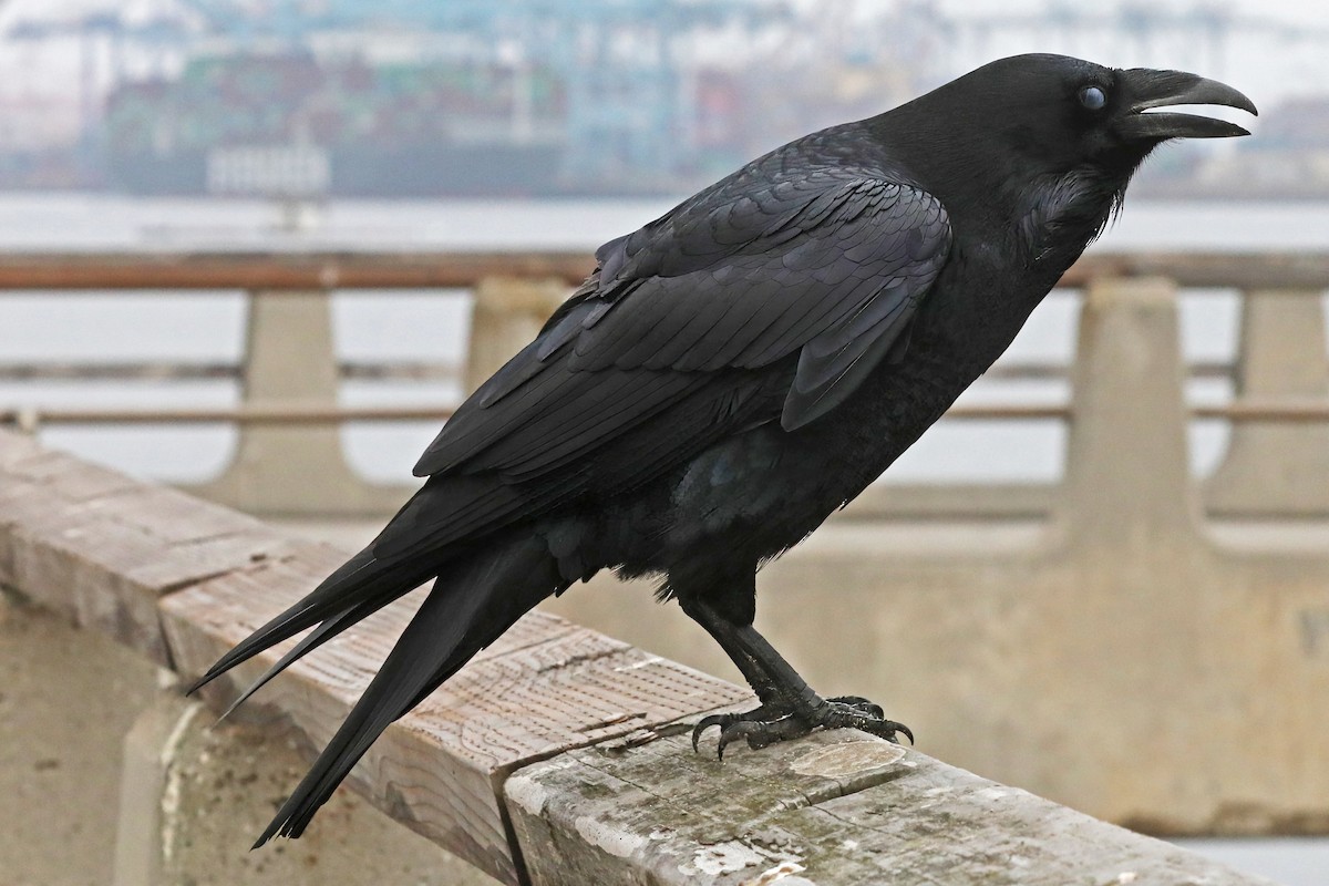 Common Raven - ML628146303