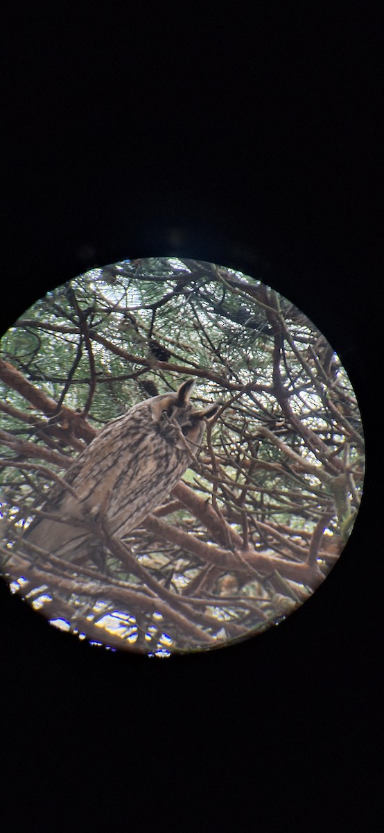 Long-eared Owl - ML628146341