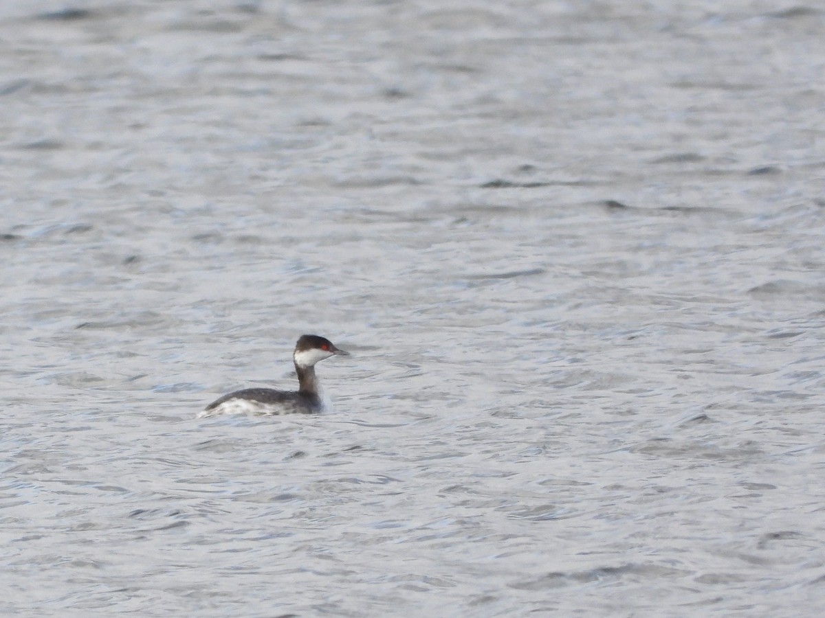 Horned Grebe - ML628146378