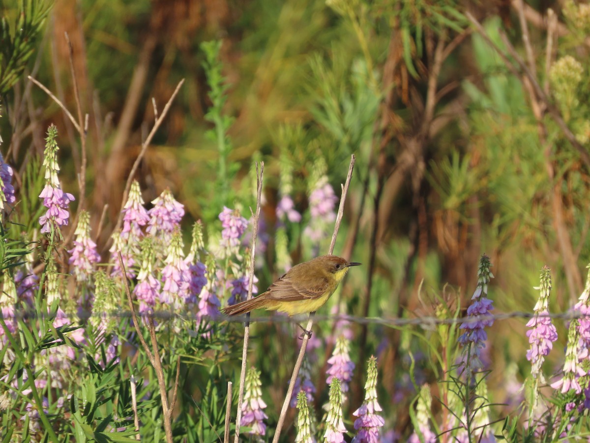 Ticking Doradito - ML628146406