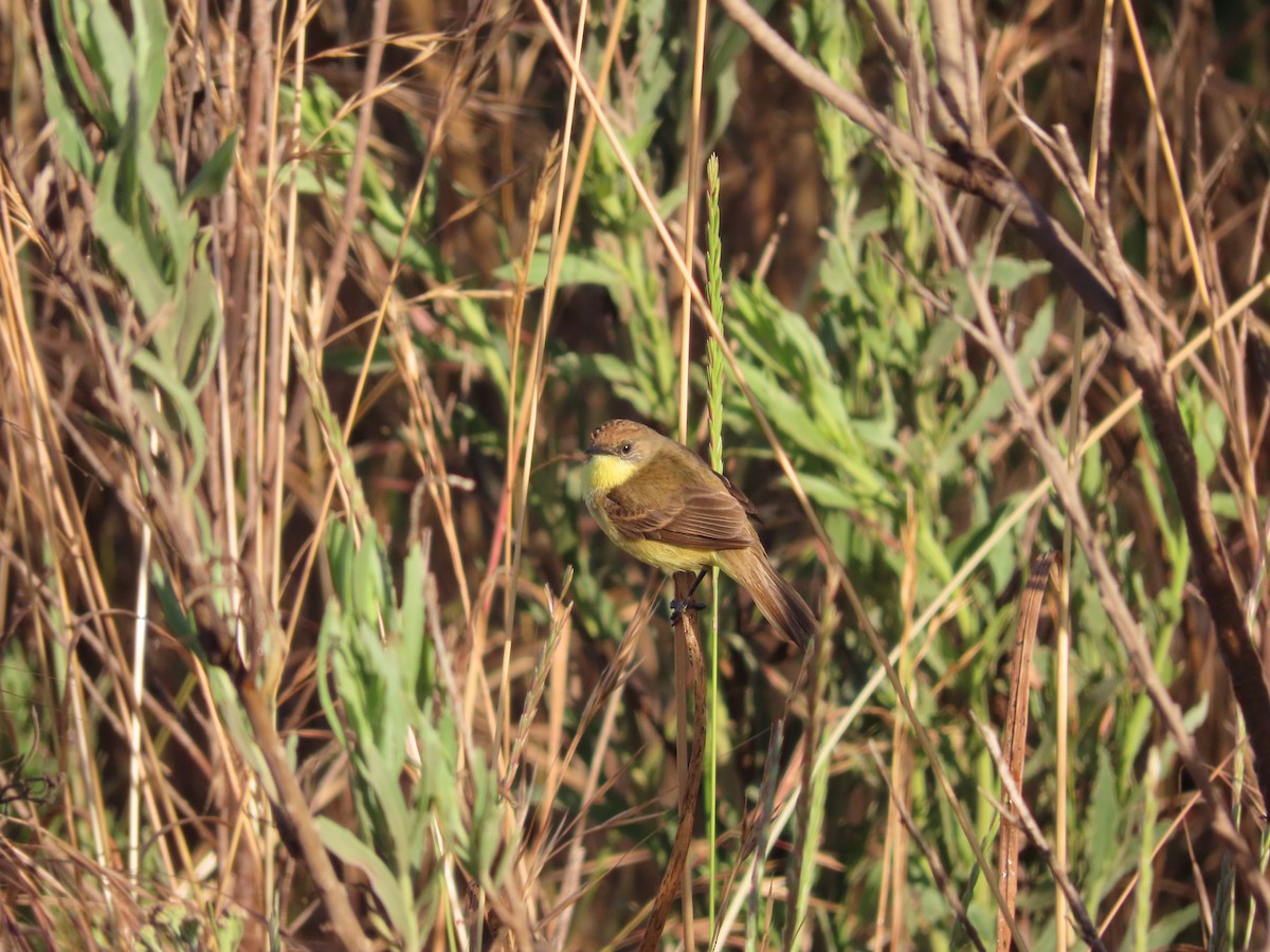 Ticking Doradito - ML628146408