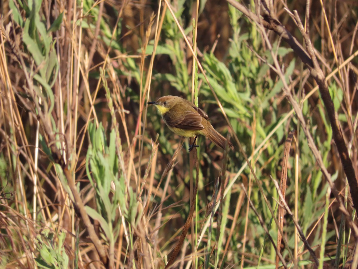 Ticking Doradito - ML628146409