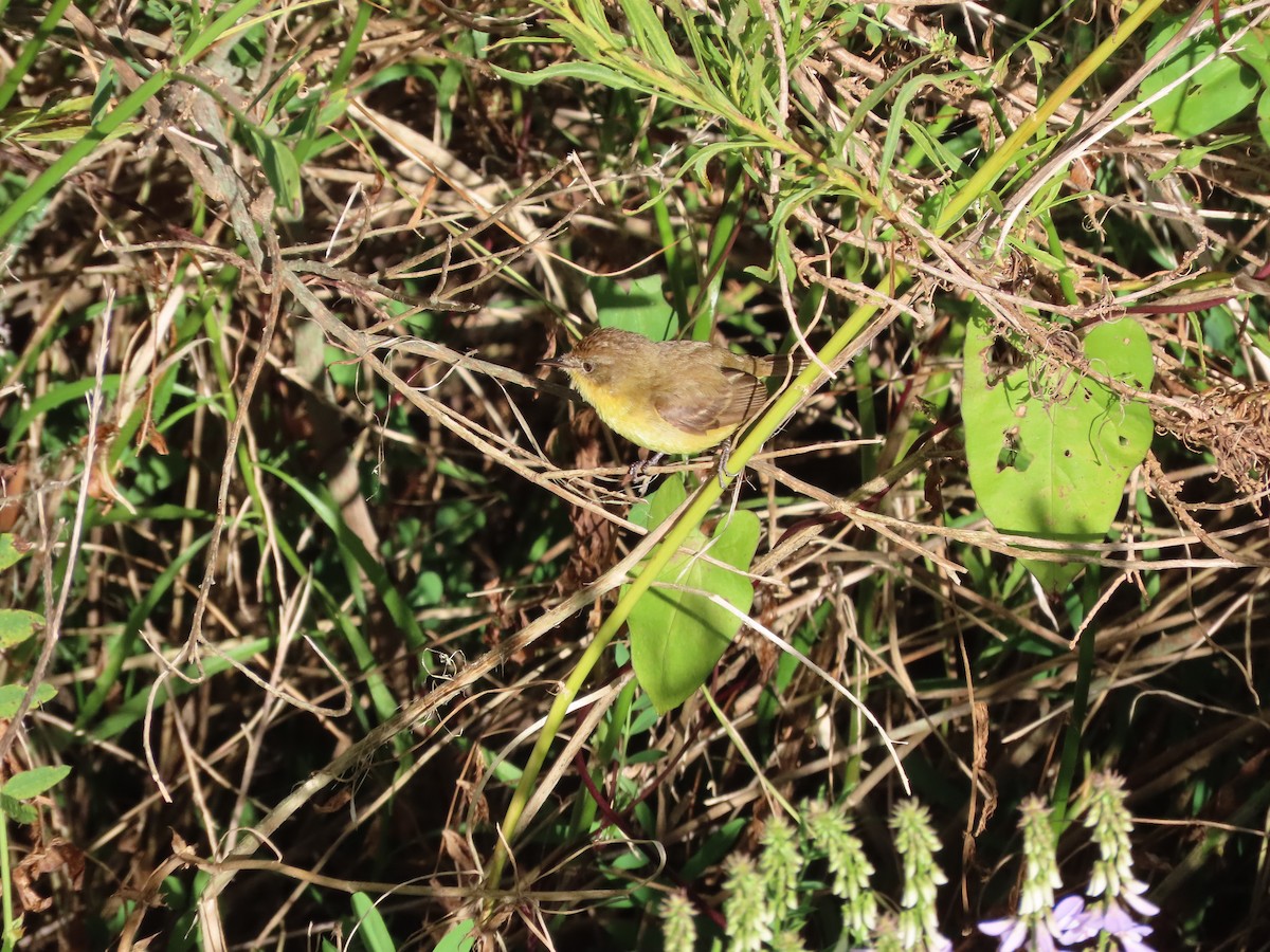 Ticking Doradito - ML628146410