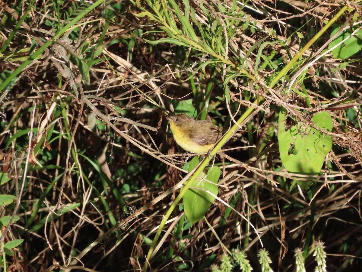 Ticking Doradito - ML628146411