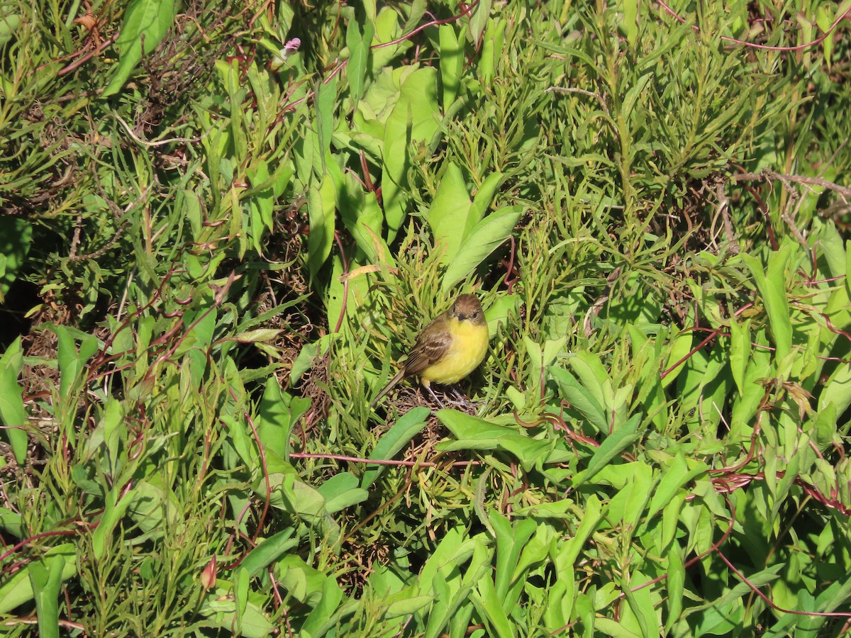 Ticking Doradito - ML628146412