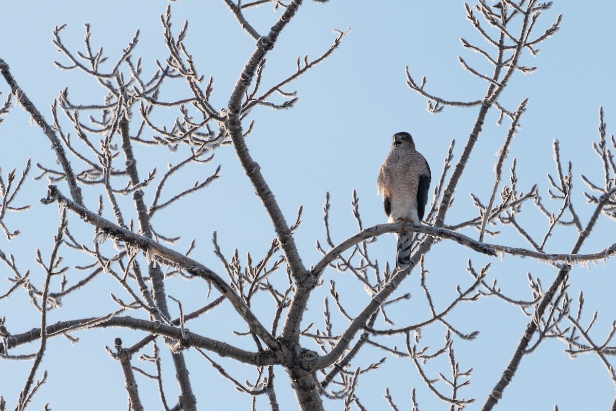 Cooper's Hawk - ML628146475