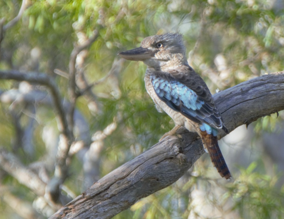 Blue-winged Kookaburra - ML628146487