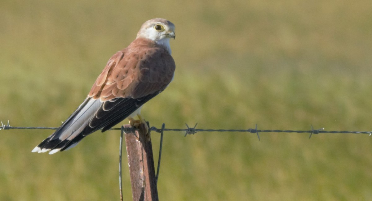 Nankeen Kestrel - ML628146499