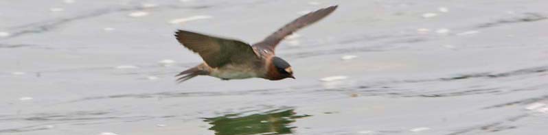 Cliff Swallow - Don Roberson