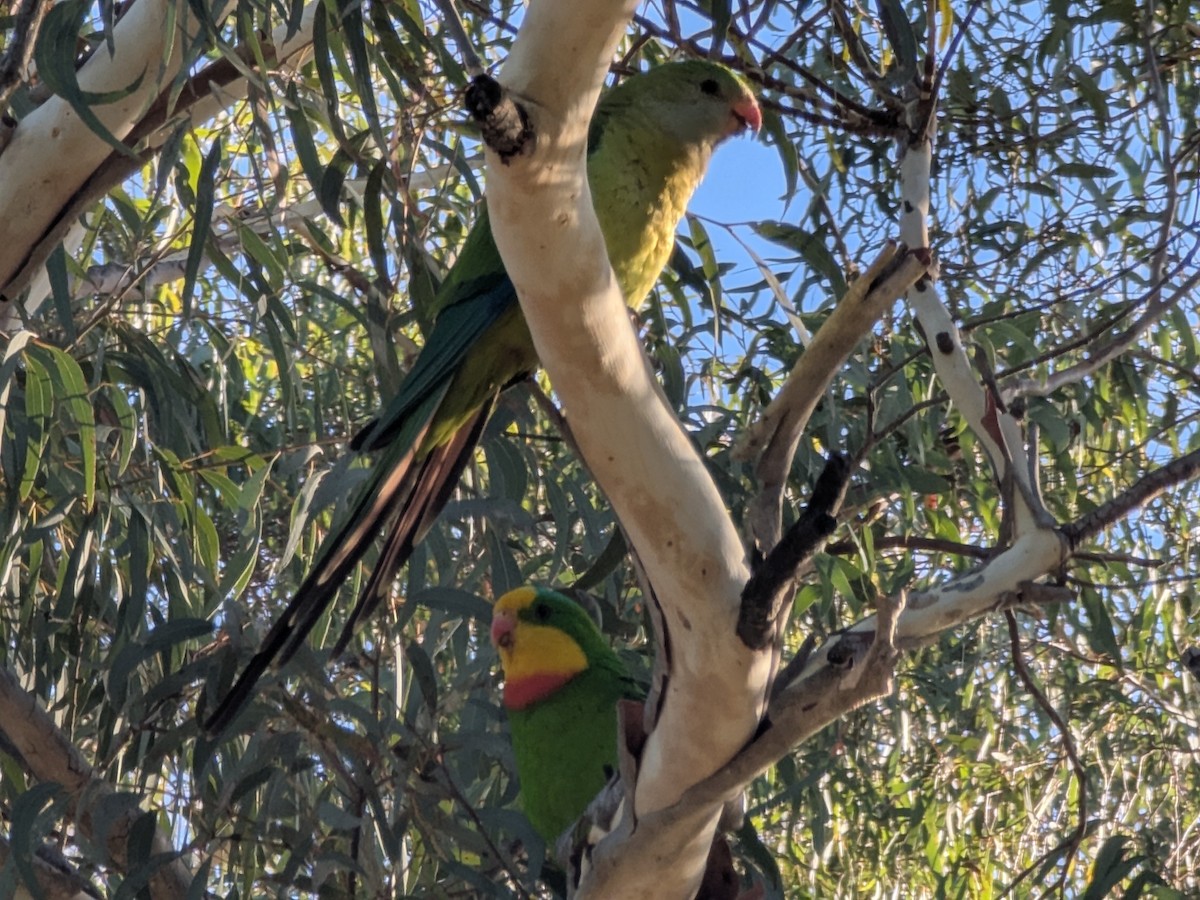 Ebird Checklist Dec Kaleen South Oval Species