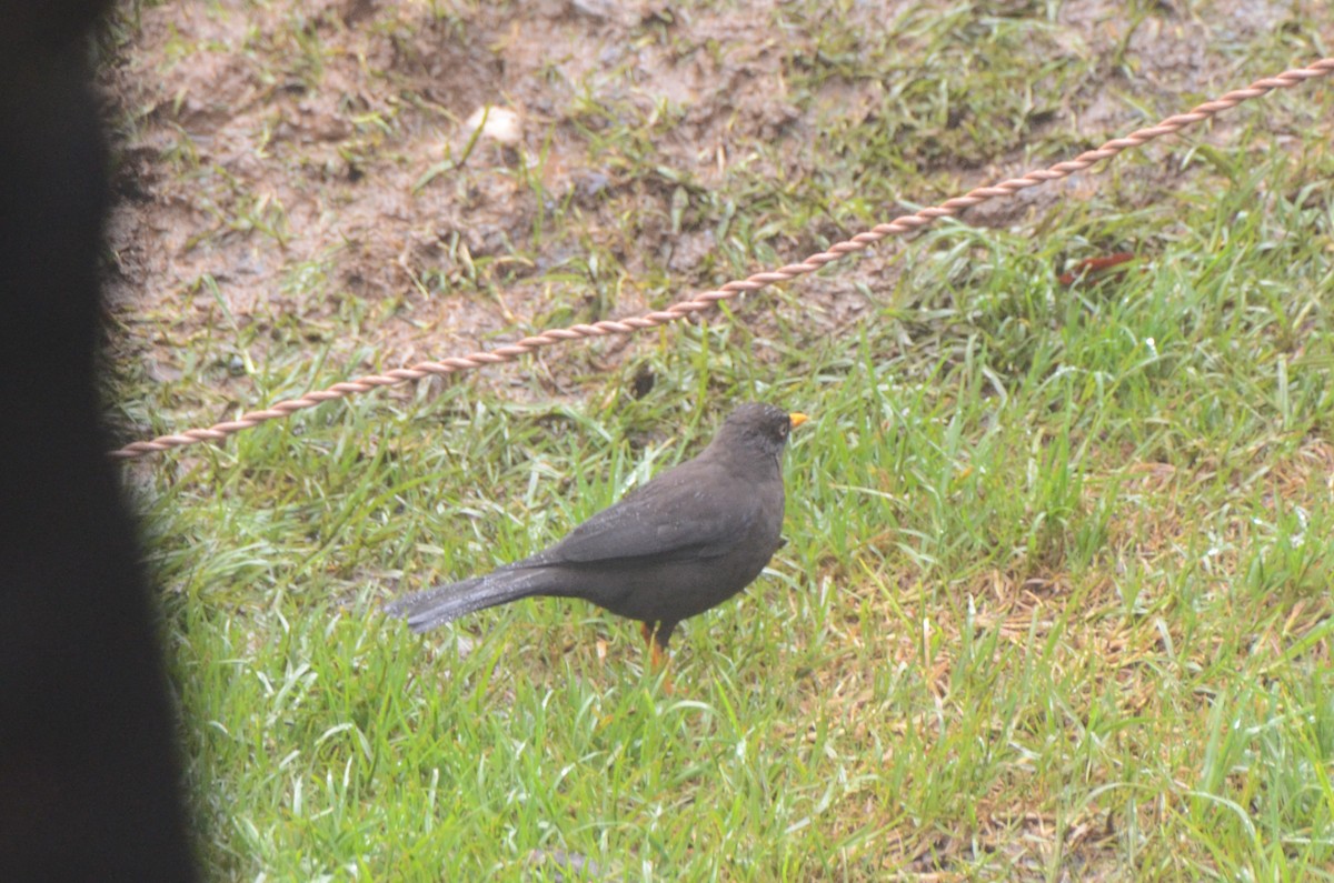 Sooty Thrush - ML628146526