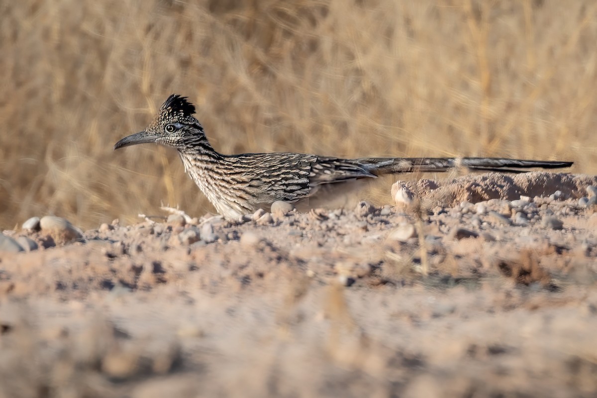 Greater Roadrunner - ML628146743