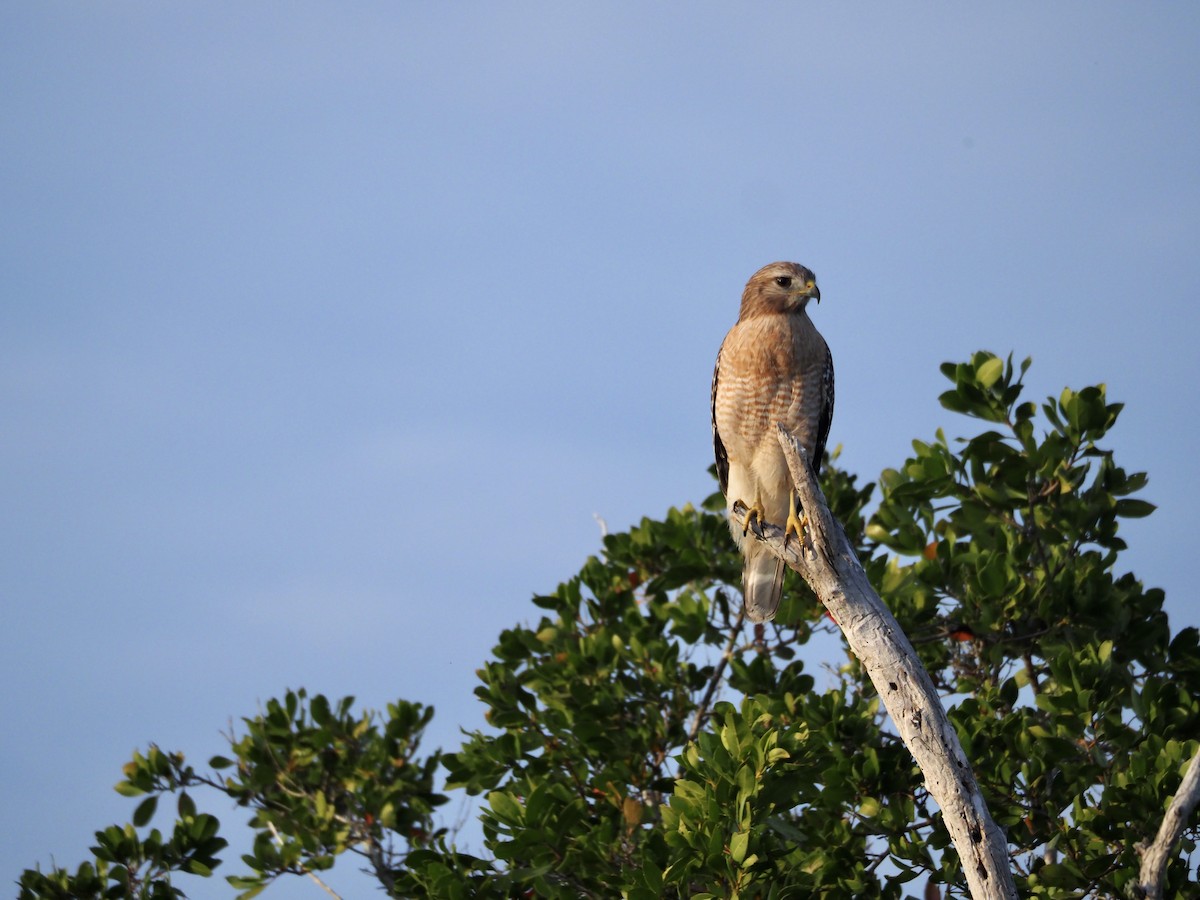 Red-shouldered Hawk (extimus) - ML628146826