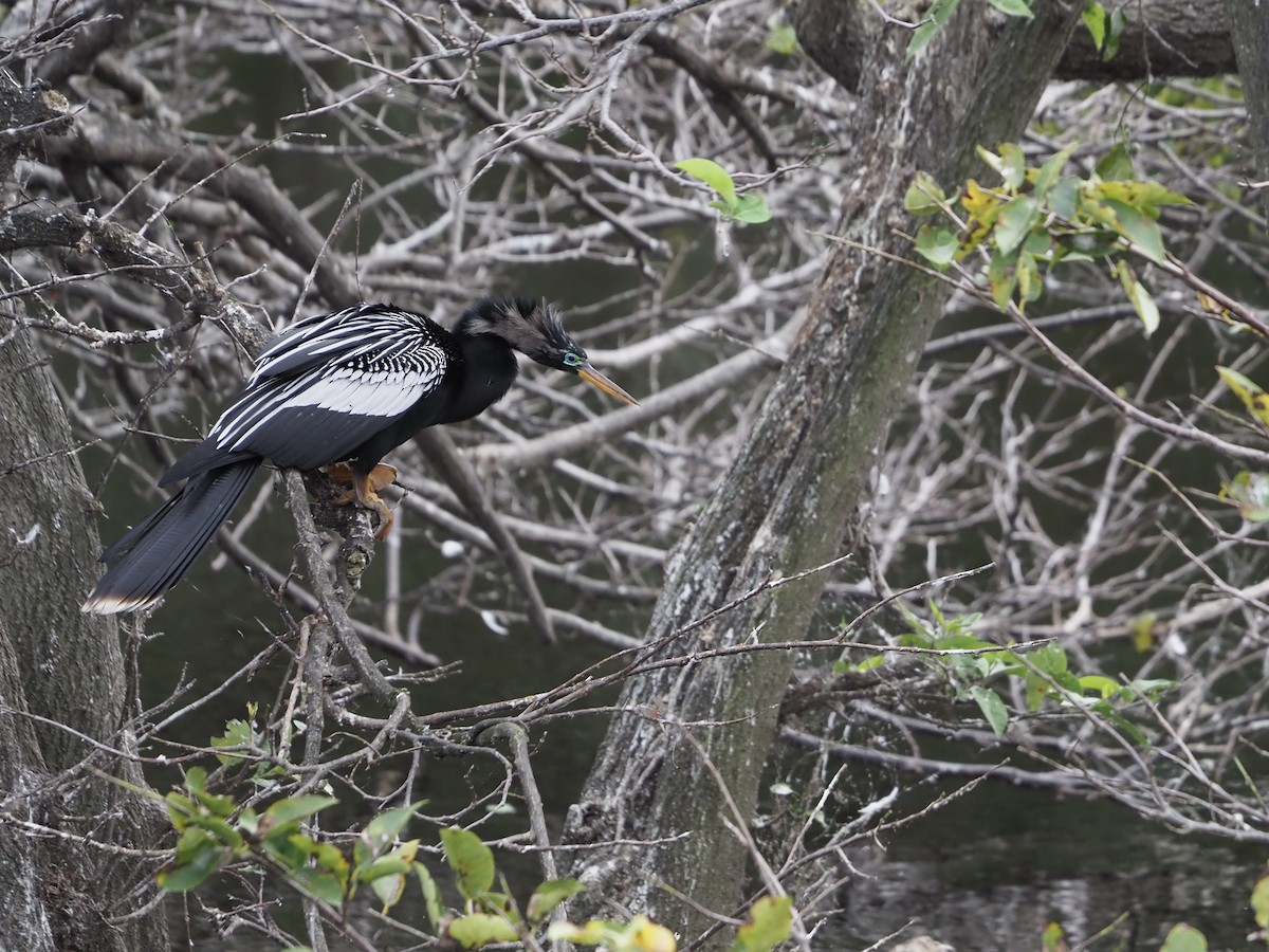 Anhinga - ML628146937