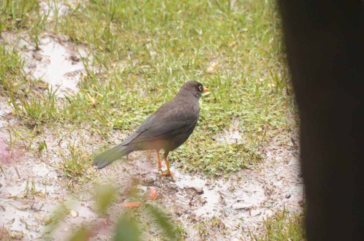 Sooty Thrush - ML628146995