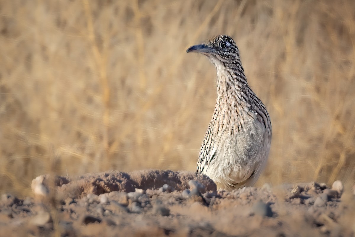 Greater Roadrunner - ML628147096