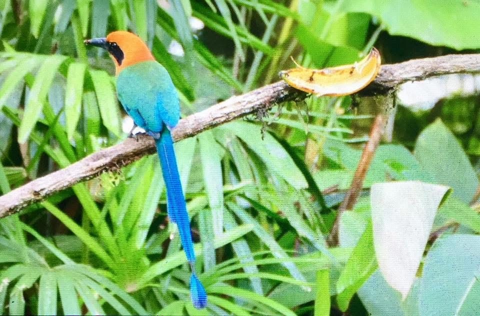 Zimtbrustmotmot - ML628147152