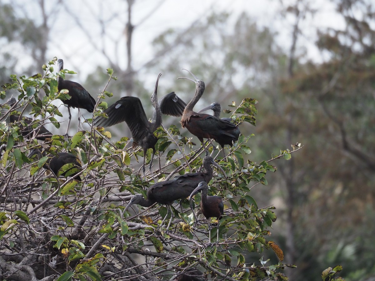 Glossy Ibis - ML628147178