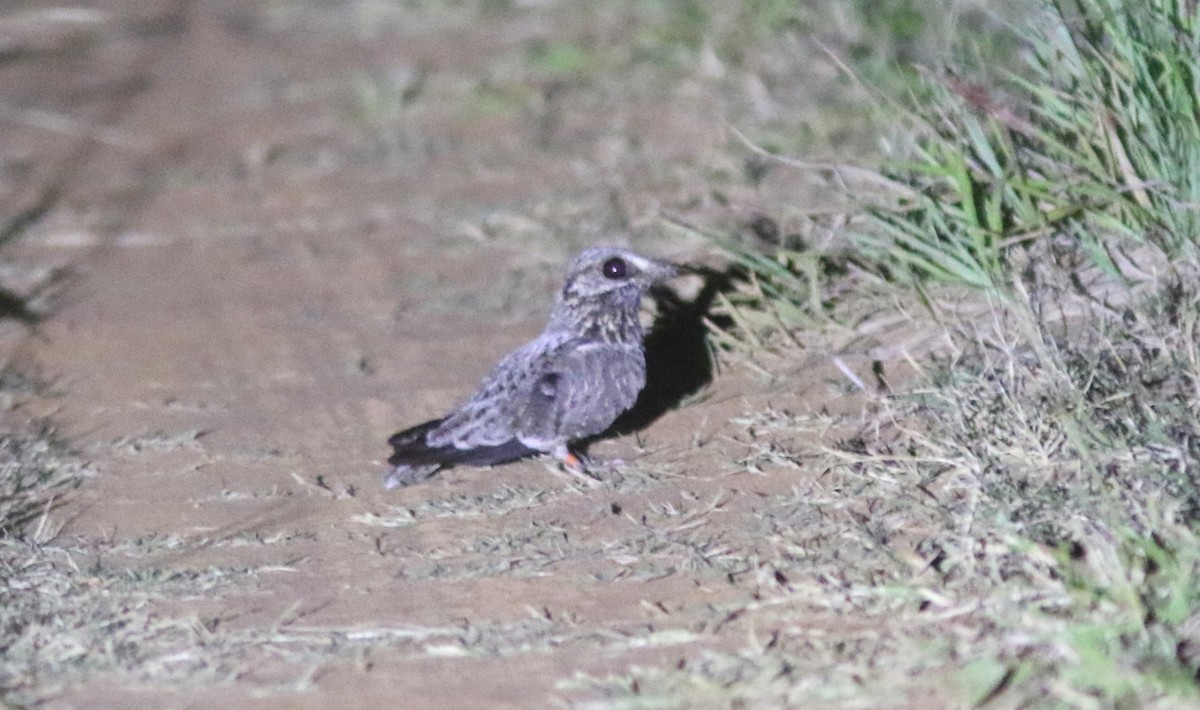 Chotacabras Pantanero - ML628147210