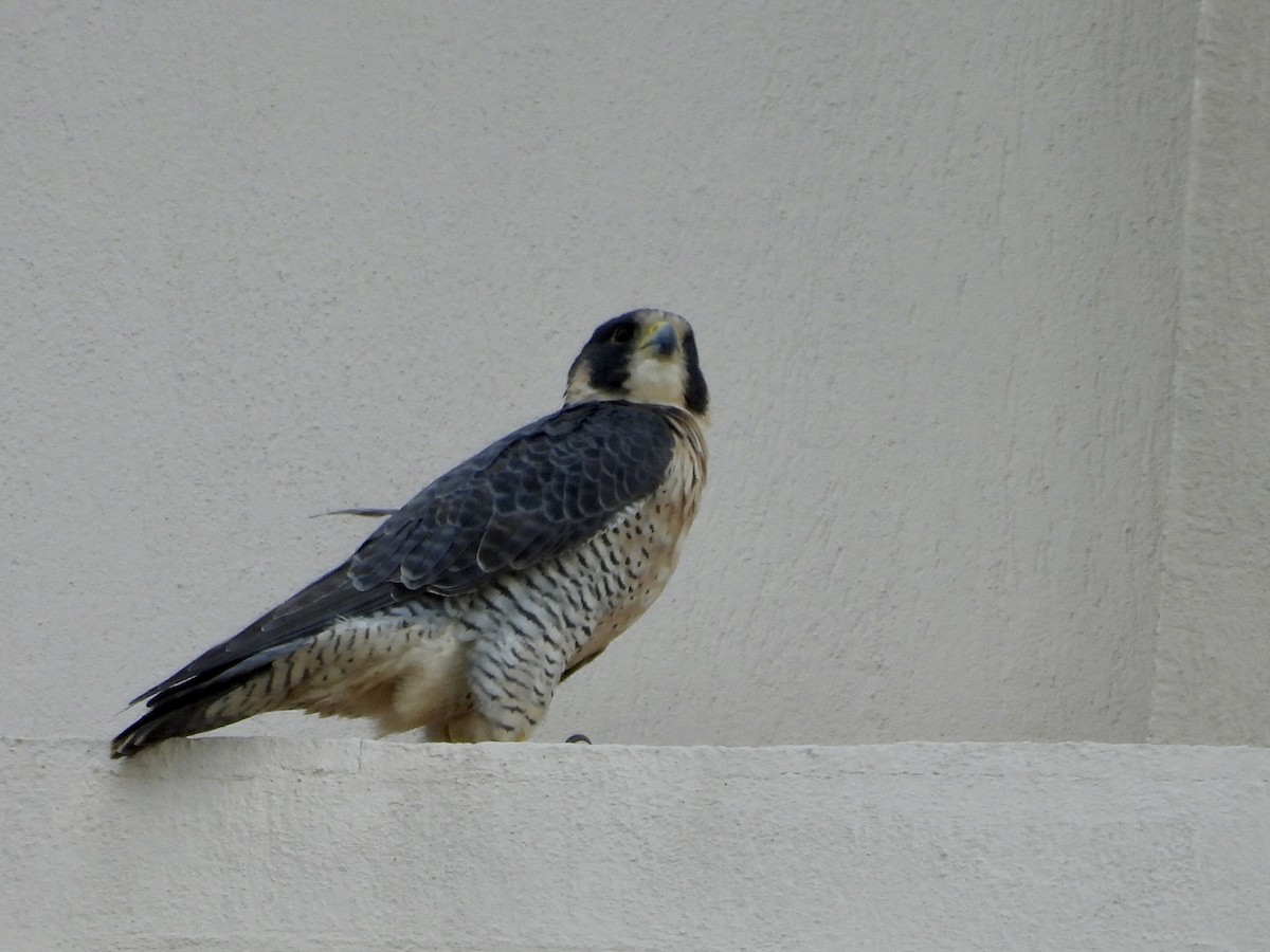 Peregrine Falcon - ML628147218