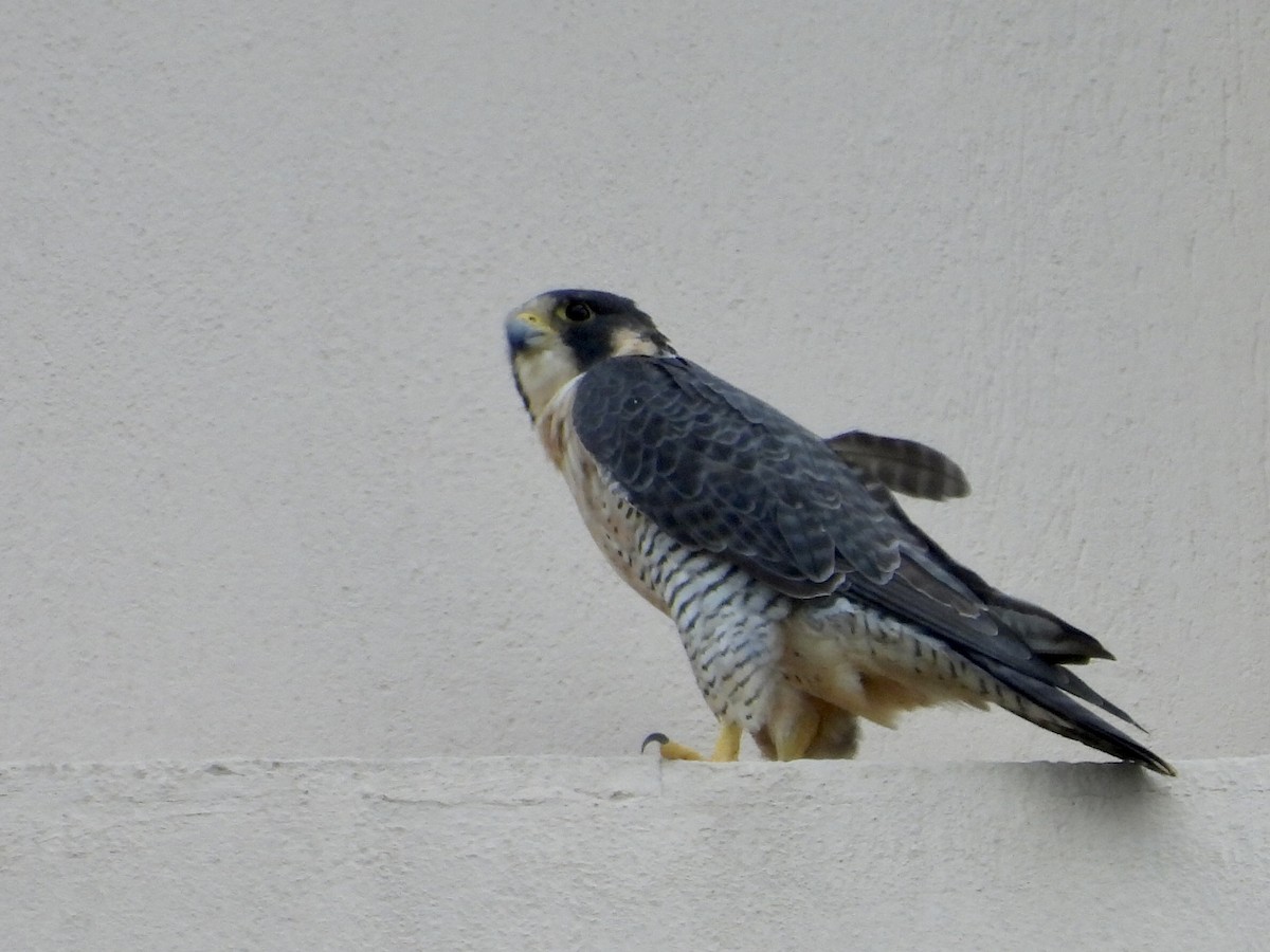 Peregrine Falcon - ML628147219