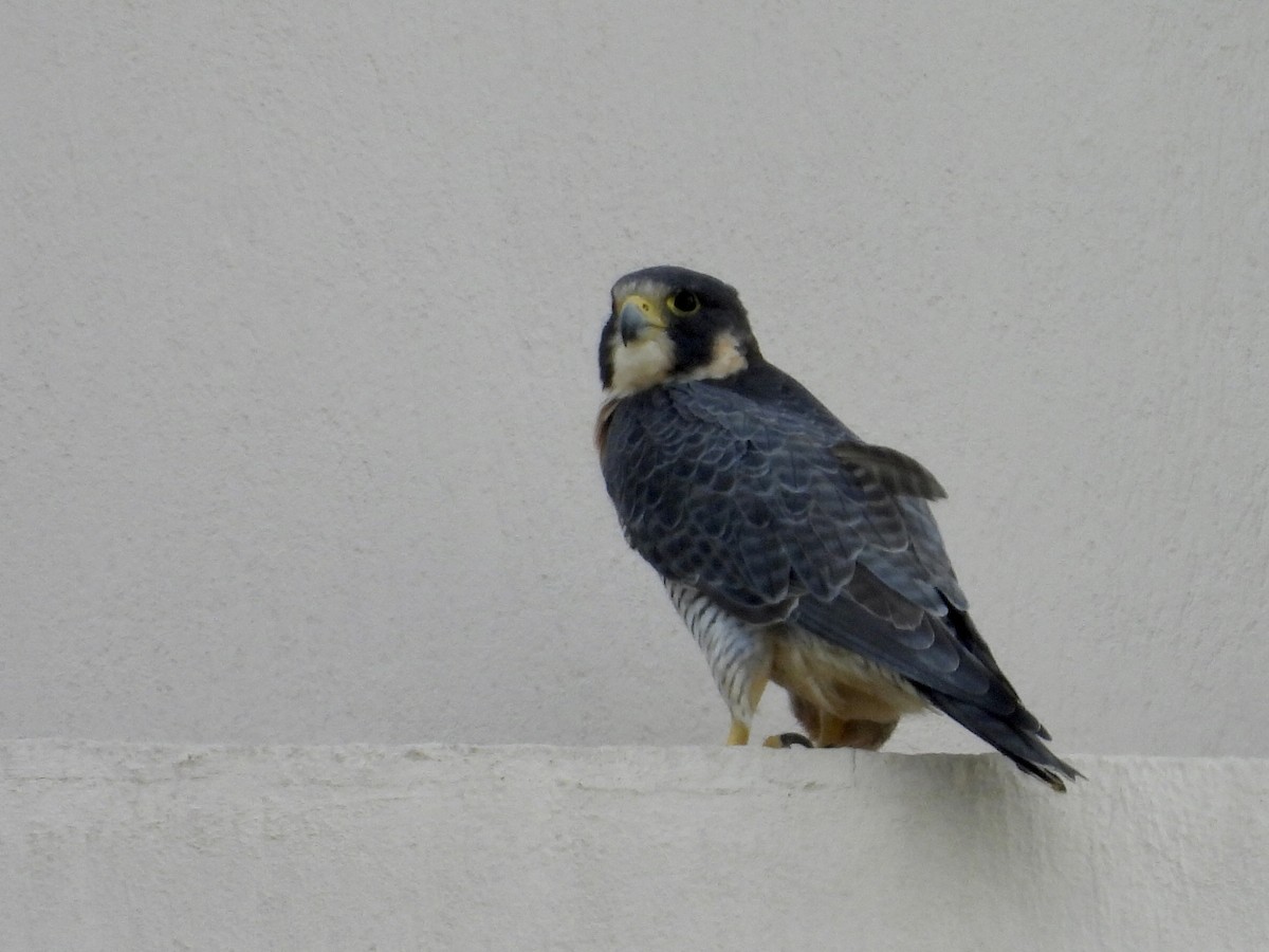 Peregrine Falcon - ML628147220