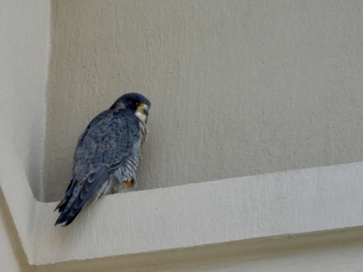 Peregrine Falcon - ML628147221