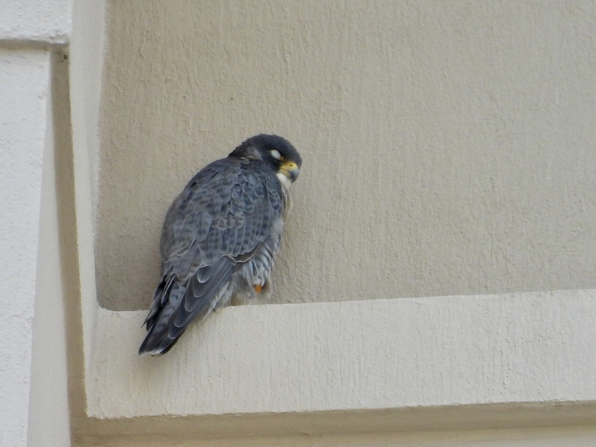 Peregrine Falcon - ML628147222