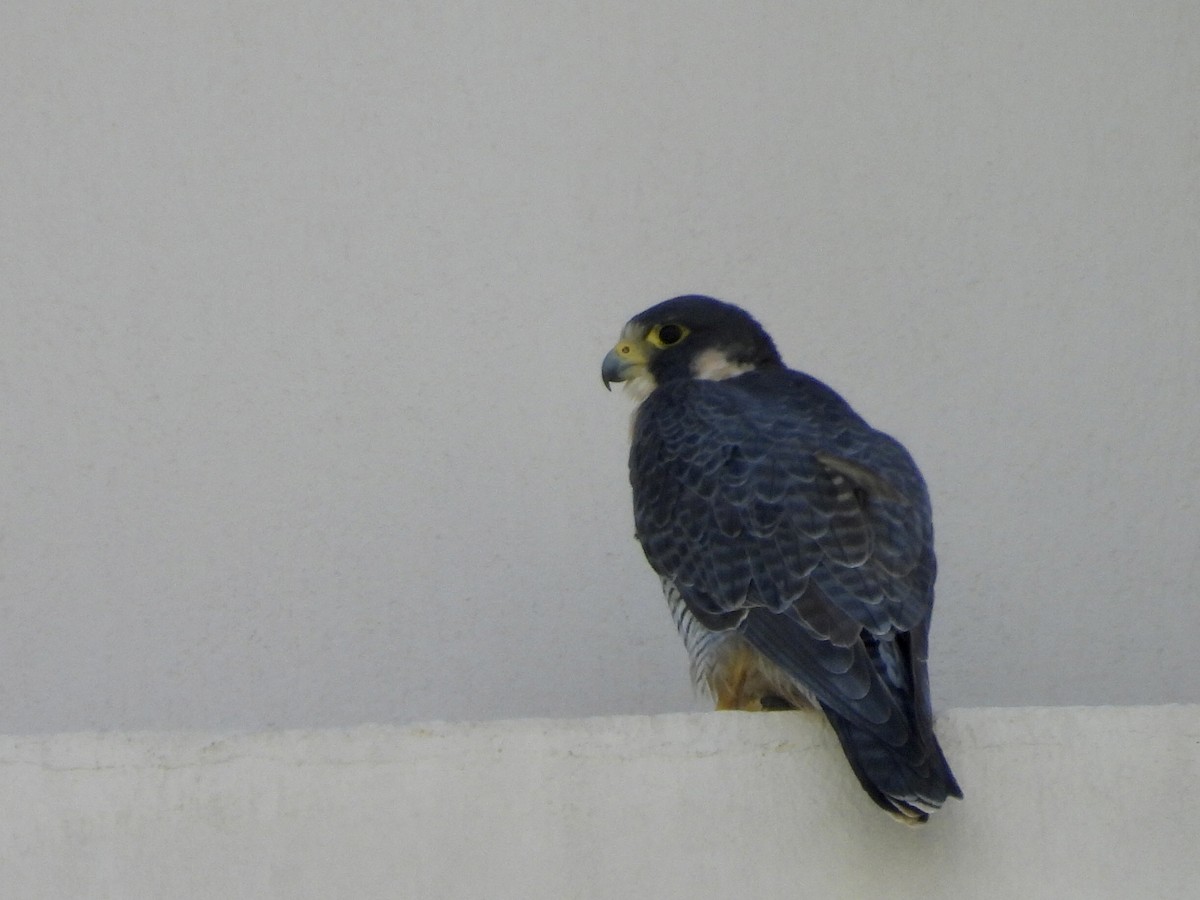 Peregrine Falcon - ML628147223