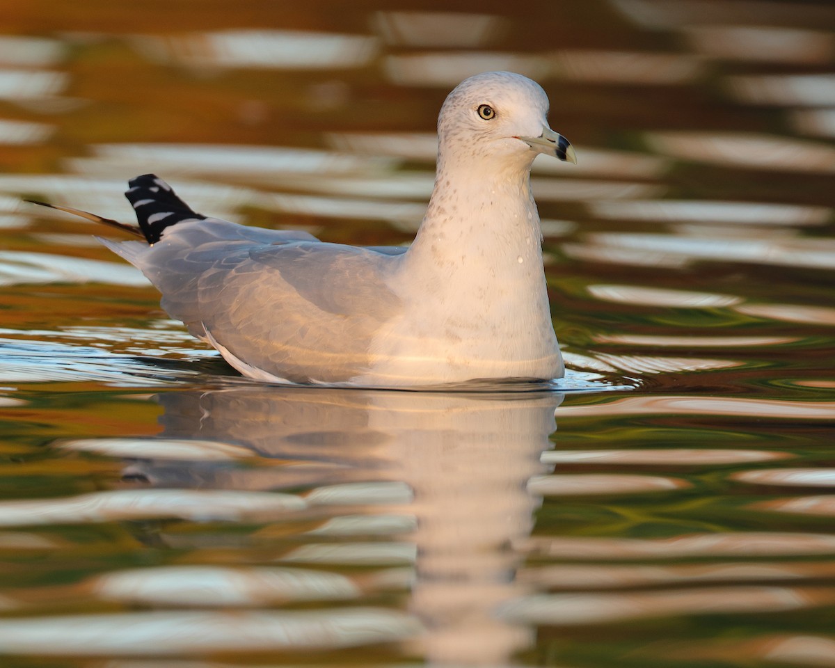 Ring-billed Gull - ML628147271