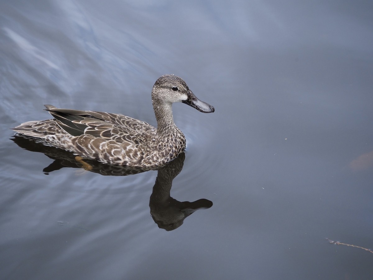 Blue-winged Teal - ML628147303