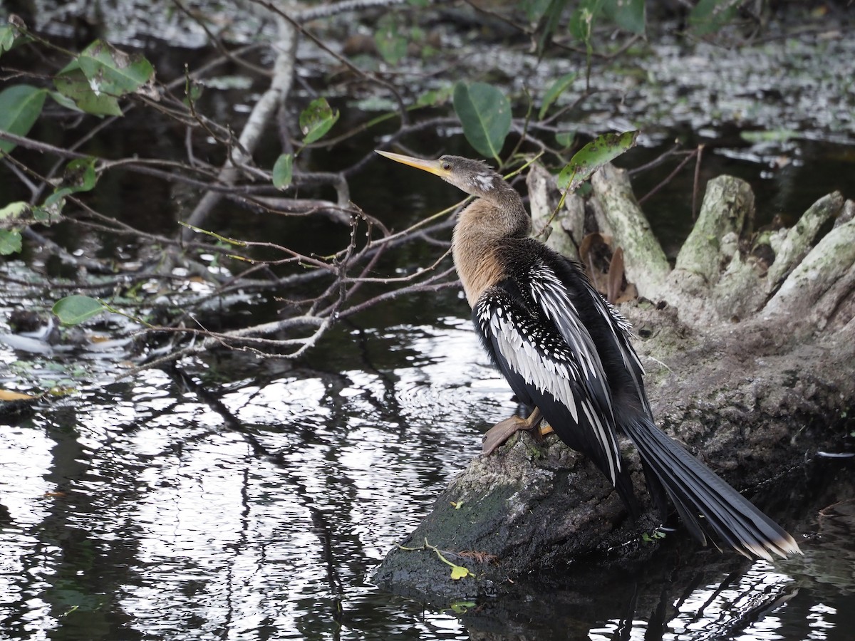Anhinga - ML628147334