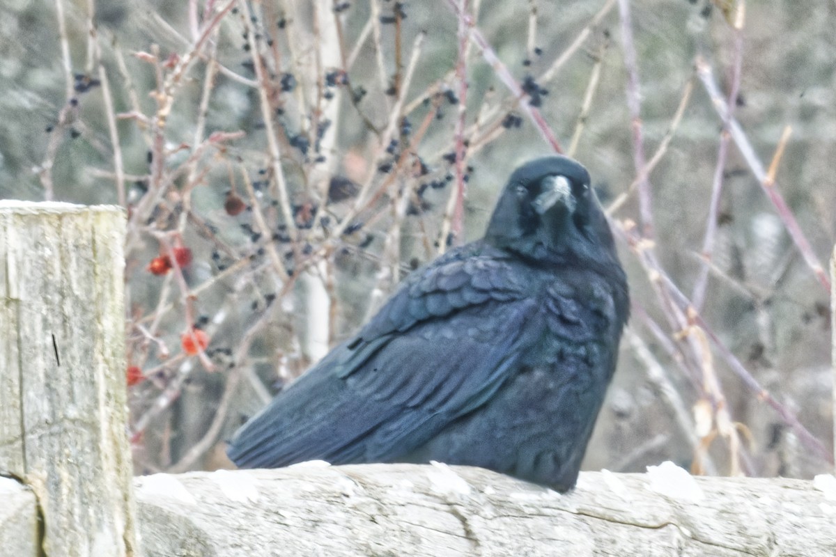 American Crow - ML628147336