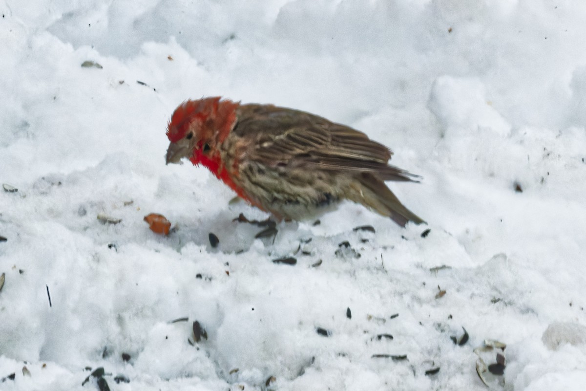 House Finch - ML628147350