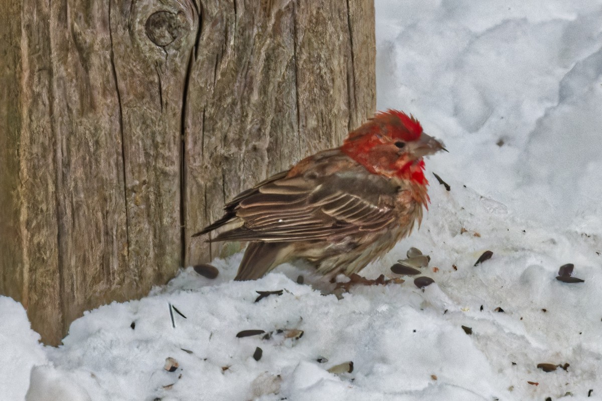 House Finch - ML628147351