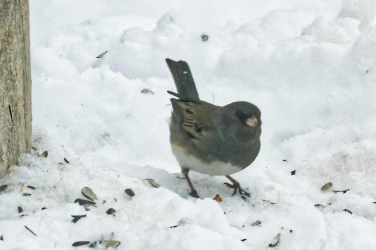 Dark-eyed Junco - ML628147359