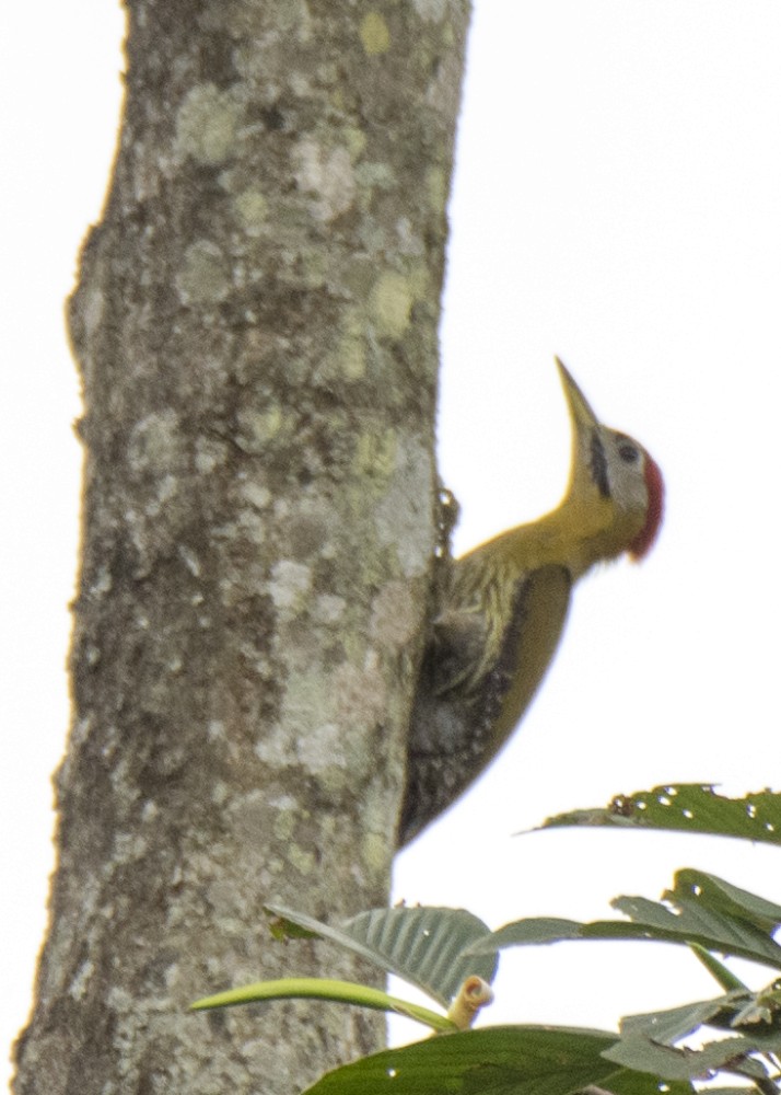 Laced Woodpecker - ML628147366