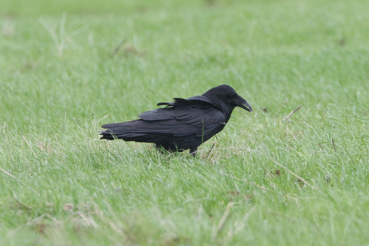 Common Raven - ML628147553