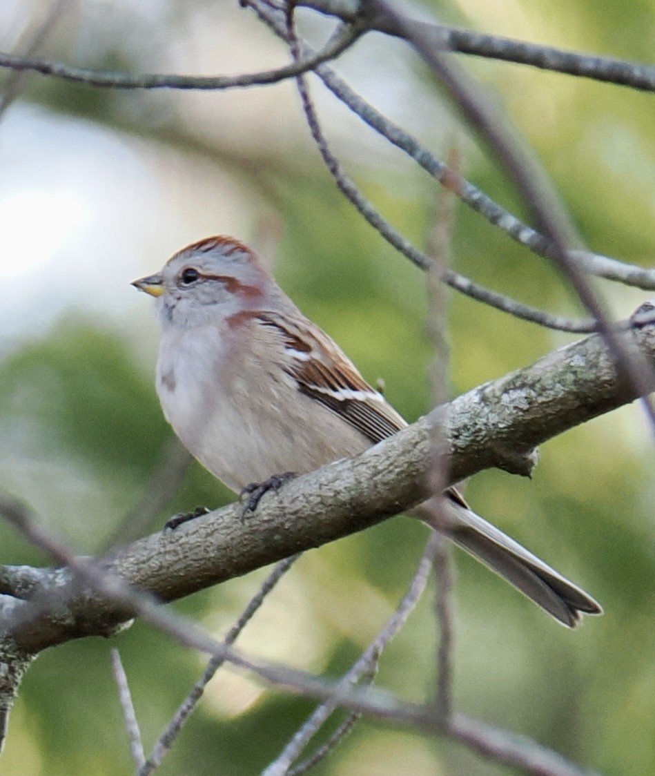 American Tree Sparrow - ML628147594