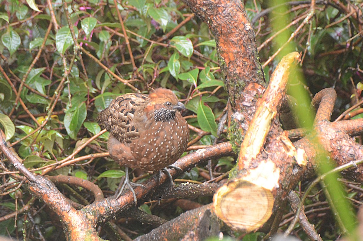 Spotted Wood-Quail - ML628147634