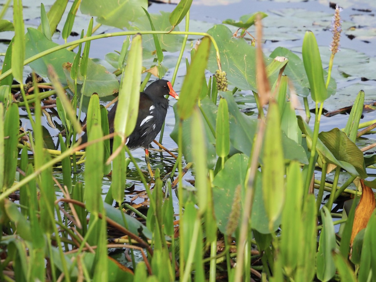 Common Gallinule (American) - ML628147659