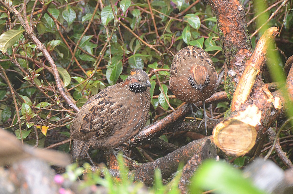 Spotted Wood-Quail - ML628147682