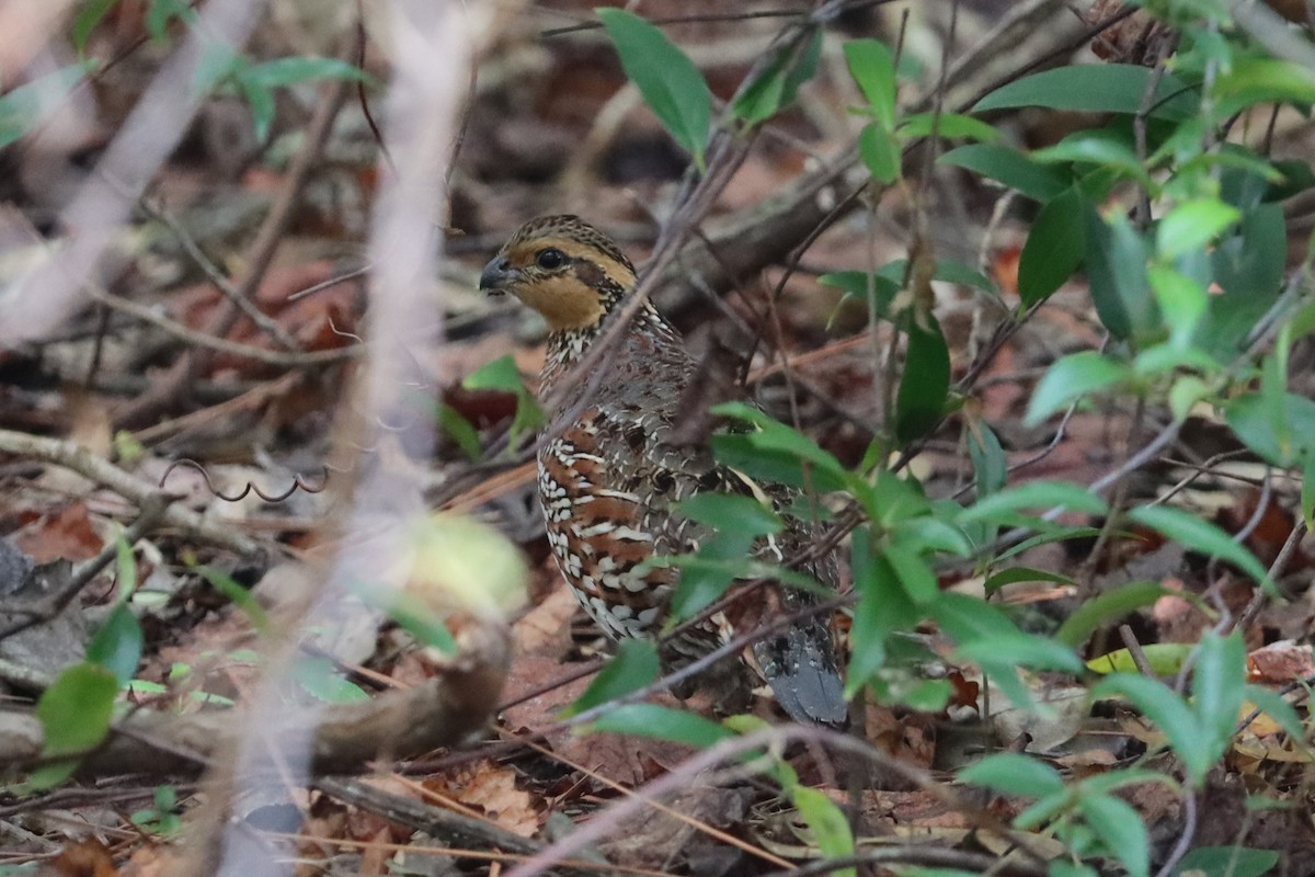 Northern Bobwhite - ML628147696