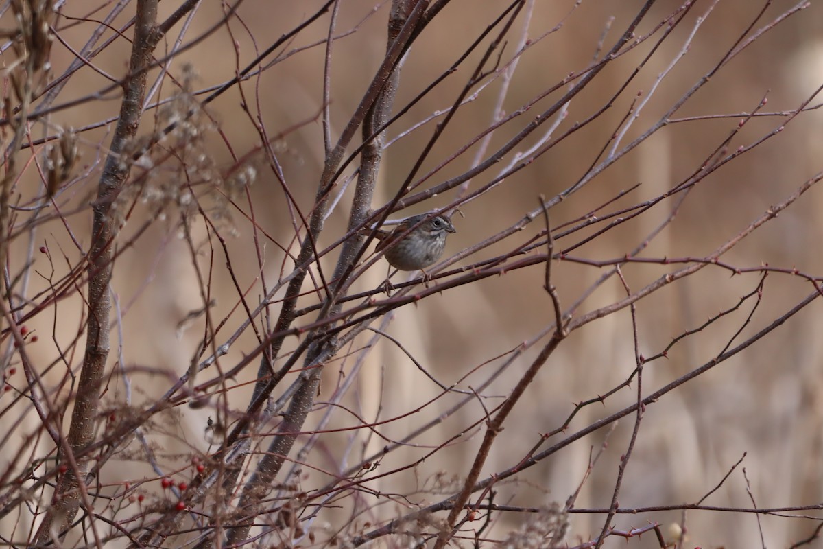 Swamp Sparrow - ML628147697