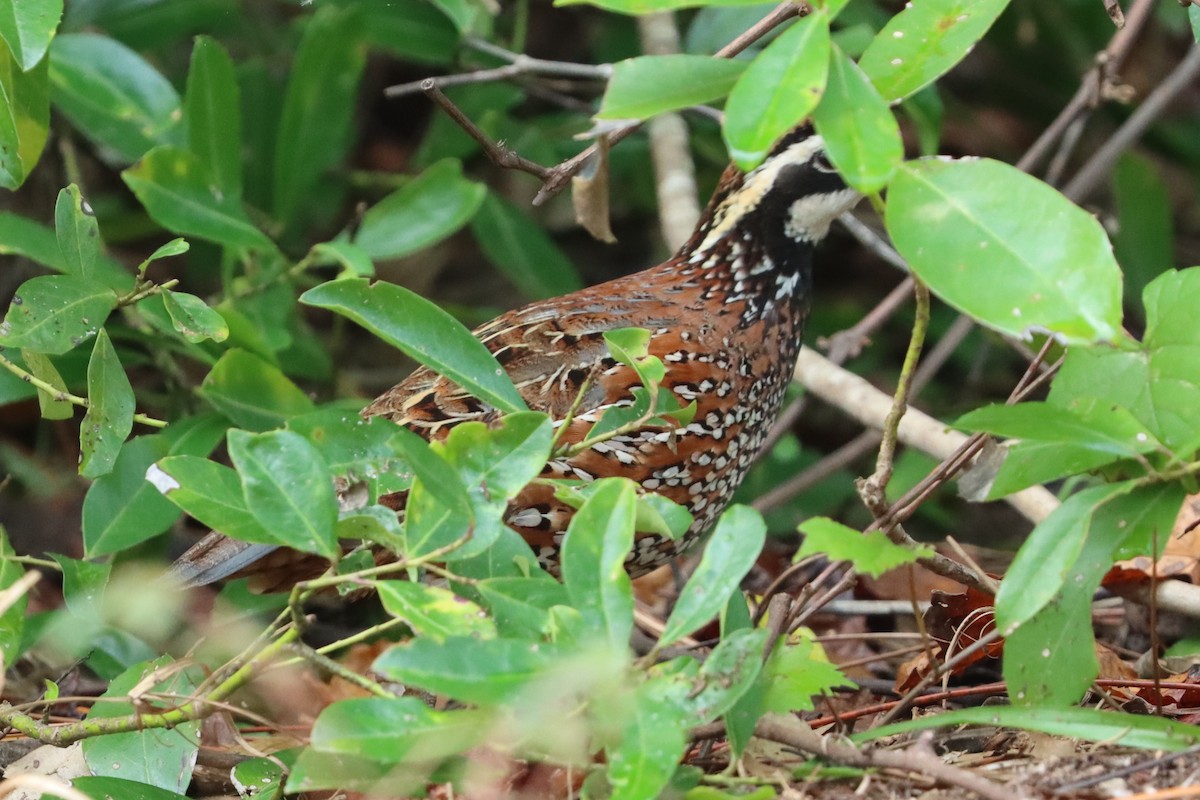 Northern Bobwhite - ML628147703