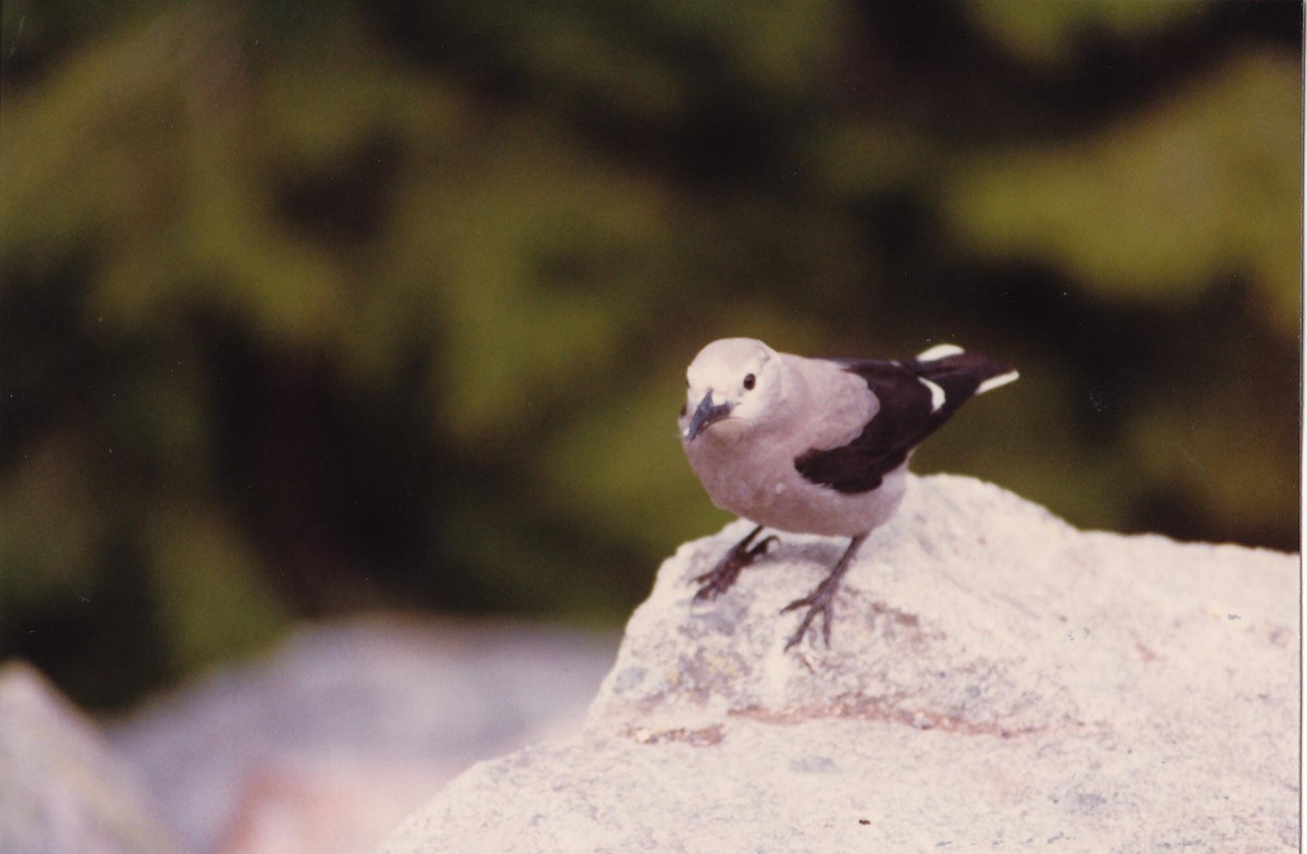 Clark's Nutcracker - ML628147748