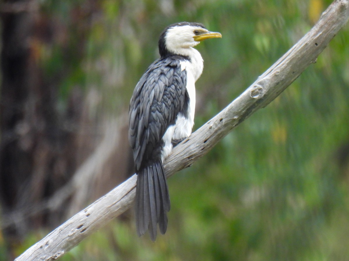 Little Pied Cormorant - ML628147808