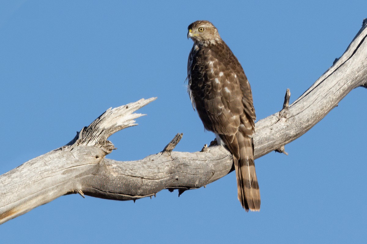 Cooper's Hawk - ML628147834